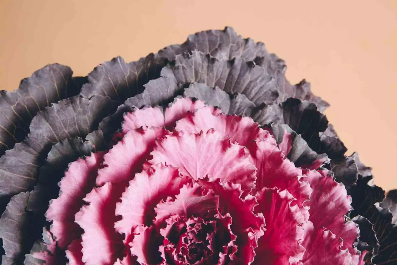 Guía: ¿Qué son las neuroventas y cómo te pueden ayudar a vender más?