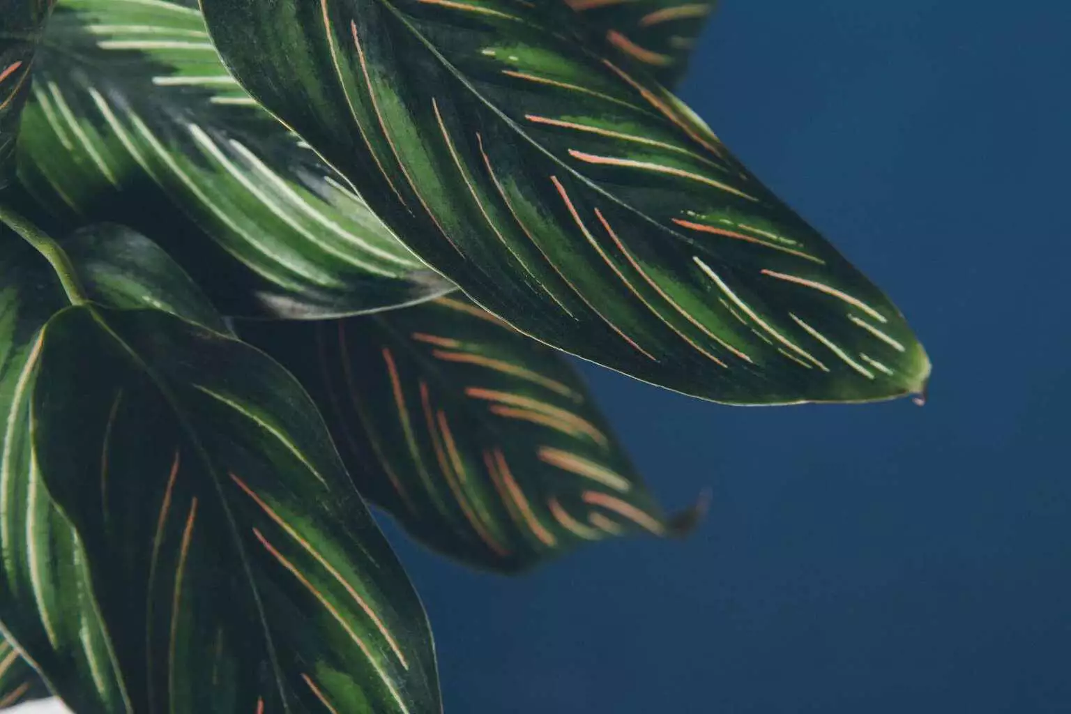 Customer centric vision: 5 empresas con casos de éxito